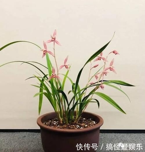 酒鬼|这3种花都是“小酒鬼”,每七天喝一口,叶绿,根壮,养养更茂盛