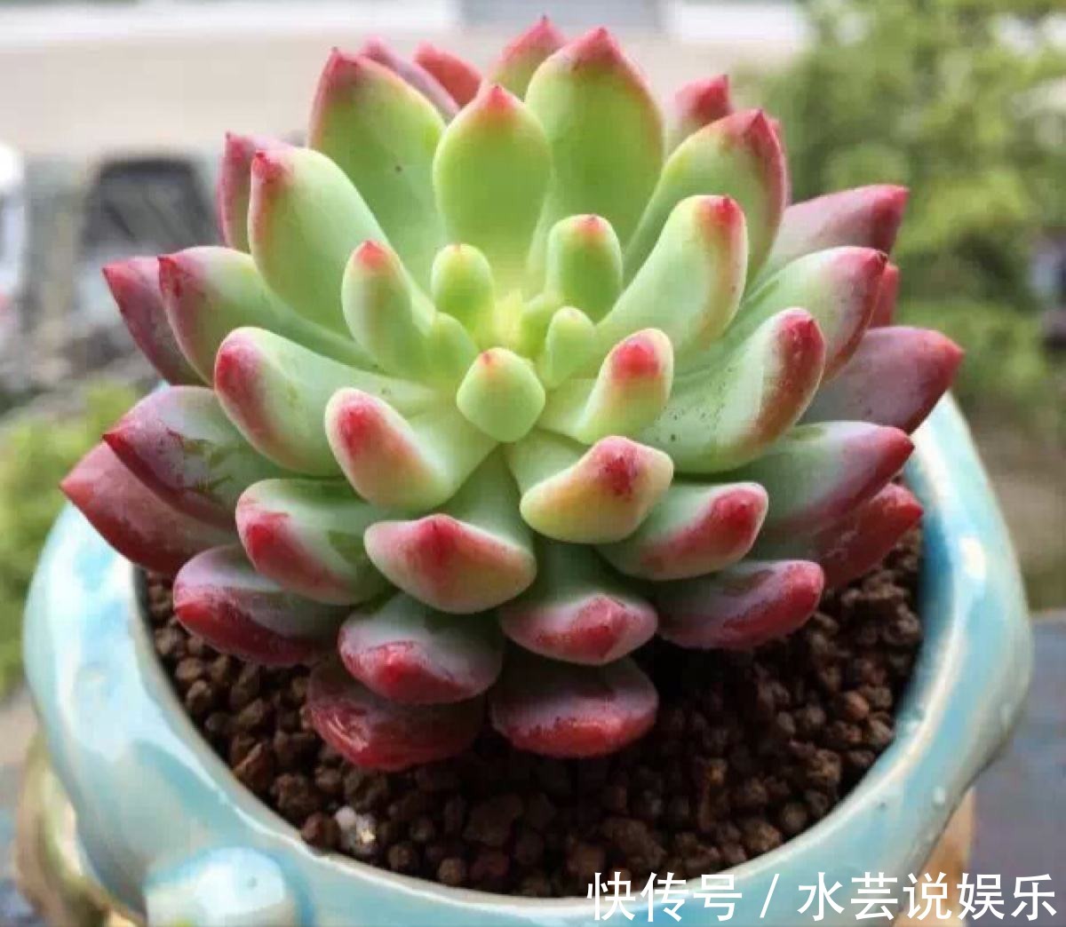 5种颜值超高的多肉,粉粉的肉嘟嘟,最适合新手养了!