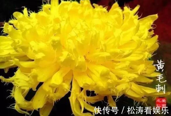 喜欢菊花不妨养“它”花姿金凤起舞，金光闪闪，还能“长刺”