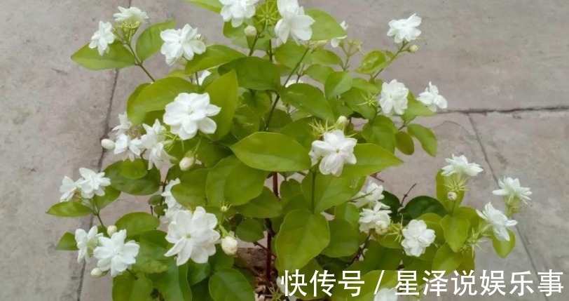 茉莉花|这5种盆栽，不止有观赏价值，还能食用药用，好养又漂亮