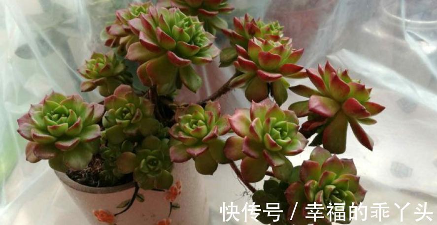 多肉|别人养的多肉蒂亚叶子红彤彤,甭眼红,满足5点一样