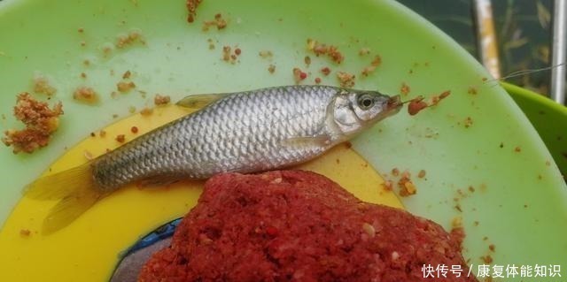 杂鱼|小鱼闹窝并不是坏事，明白这几点，再也不怕小鱼闹！
