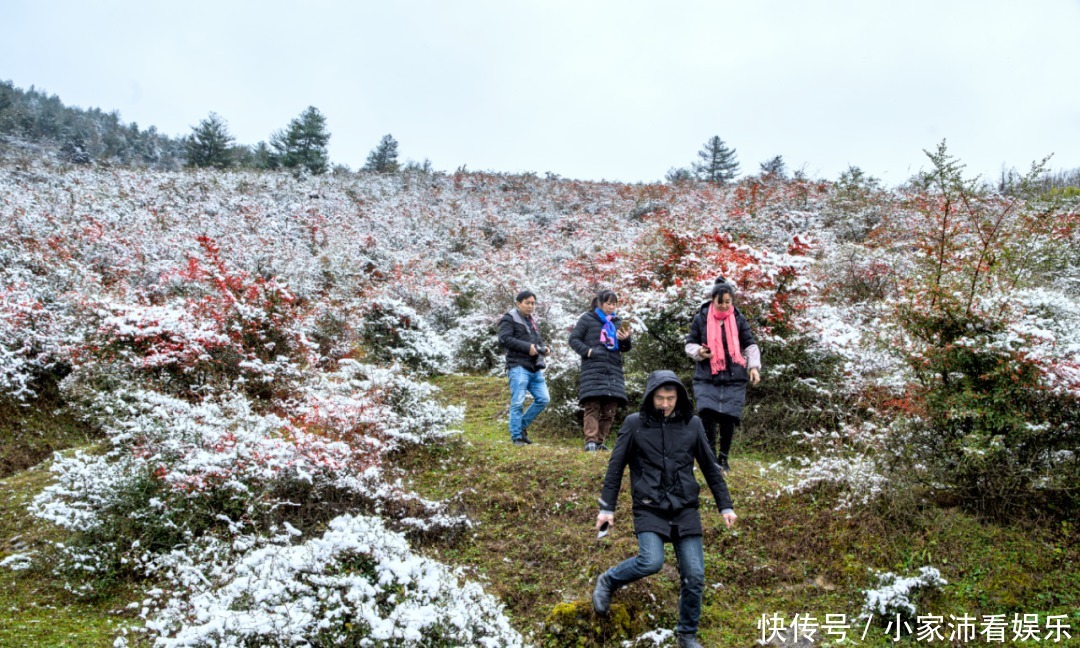 重庆主城|下雪了！雪玉山今冬第一场雪已“到货”，美景刷爆朋友圈！