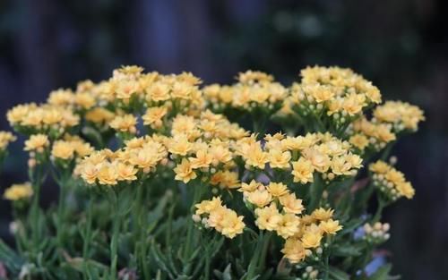 种植长寿花,园土和营养土哪个好?结果发现差别就在“这里”