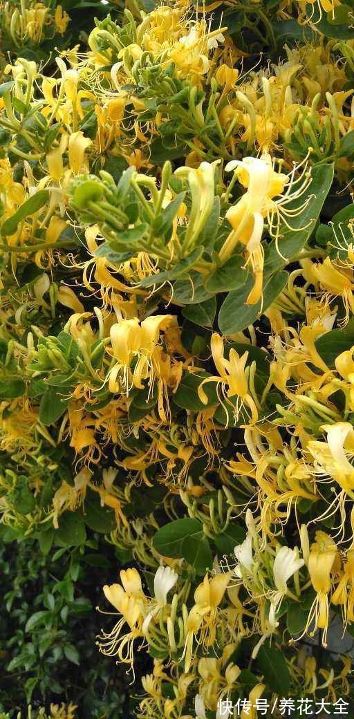 名里带“金”的4种花，有富贵招财好兆头，当年宵花正合适