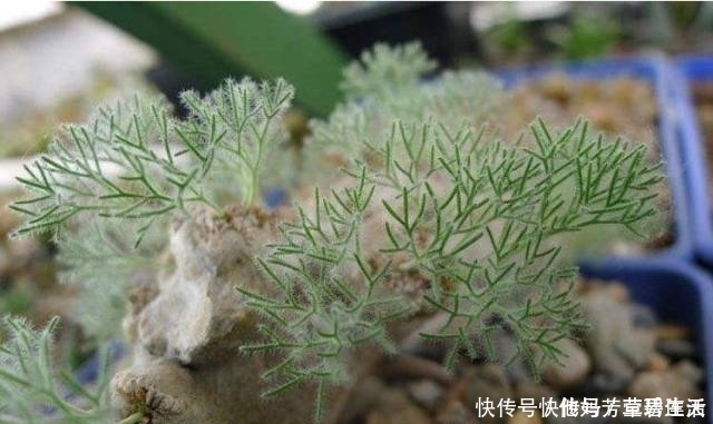 多肉|这个小盆栽居然卖600多万,快看看你家有没有!