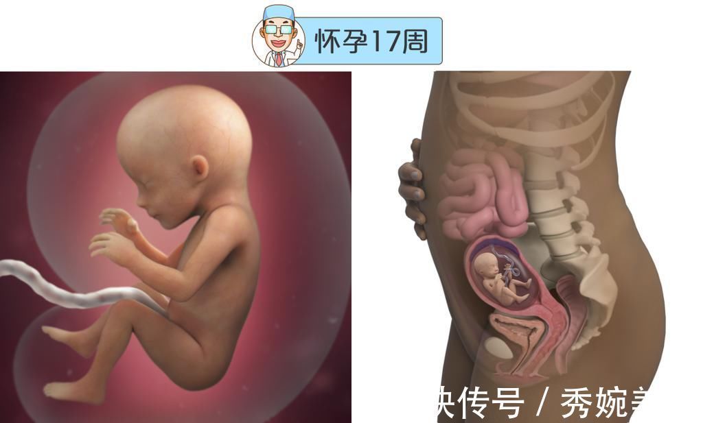 怀孕|最全的怀孕周期图鉴,感受从受精卵到婴儿的神奇变化!