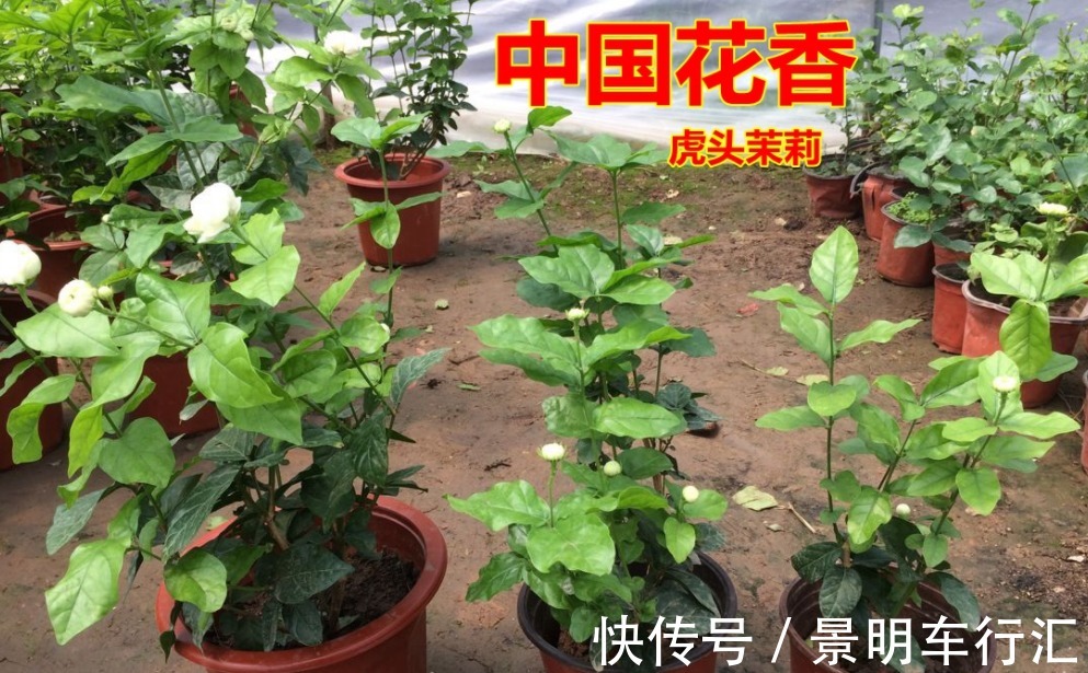 植株|被誉为最香的茉莉虎头，盆栽照顾到位，一年开花3、4次