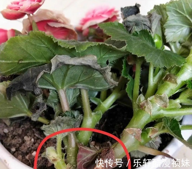 8种“洋气花”，天冷别喷水，不然黄叶、掉花苞，越养越难看