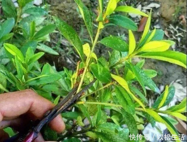 6月,最适合扦插的花,一插就活,大白根冒疯了