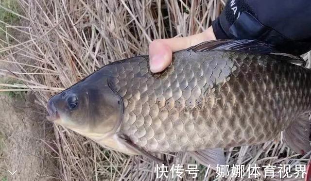 外来|钓获罕见鲫鱼被劝放生:劝放生的大爷,您知道它是什么鱼吗?
