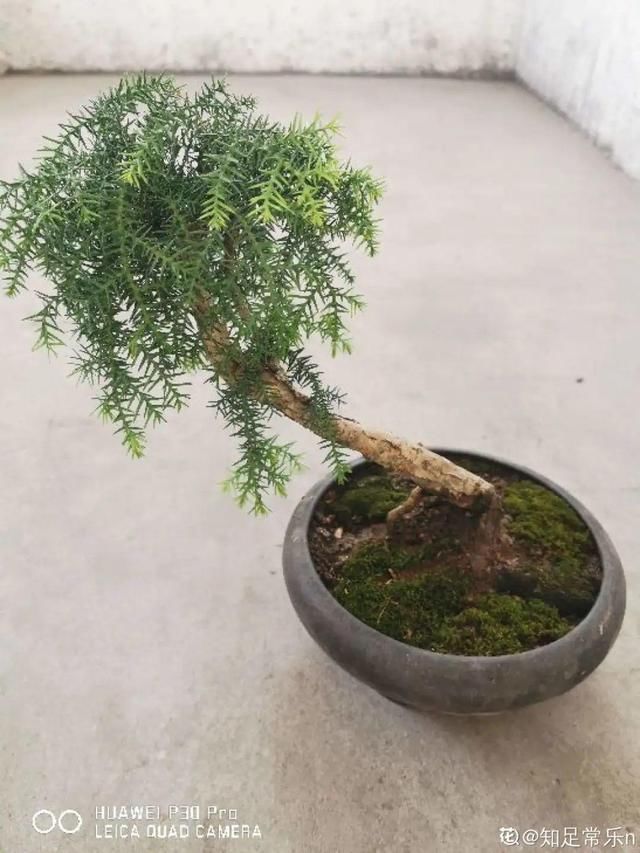 农村不起眼的树,挖一棵做盆景,比买得还要好看