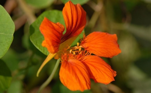 不如养一盆“旱金莲”吧！养护记住以下3点，开花不断，花色艳丽