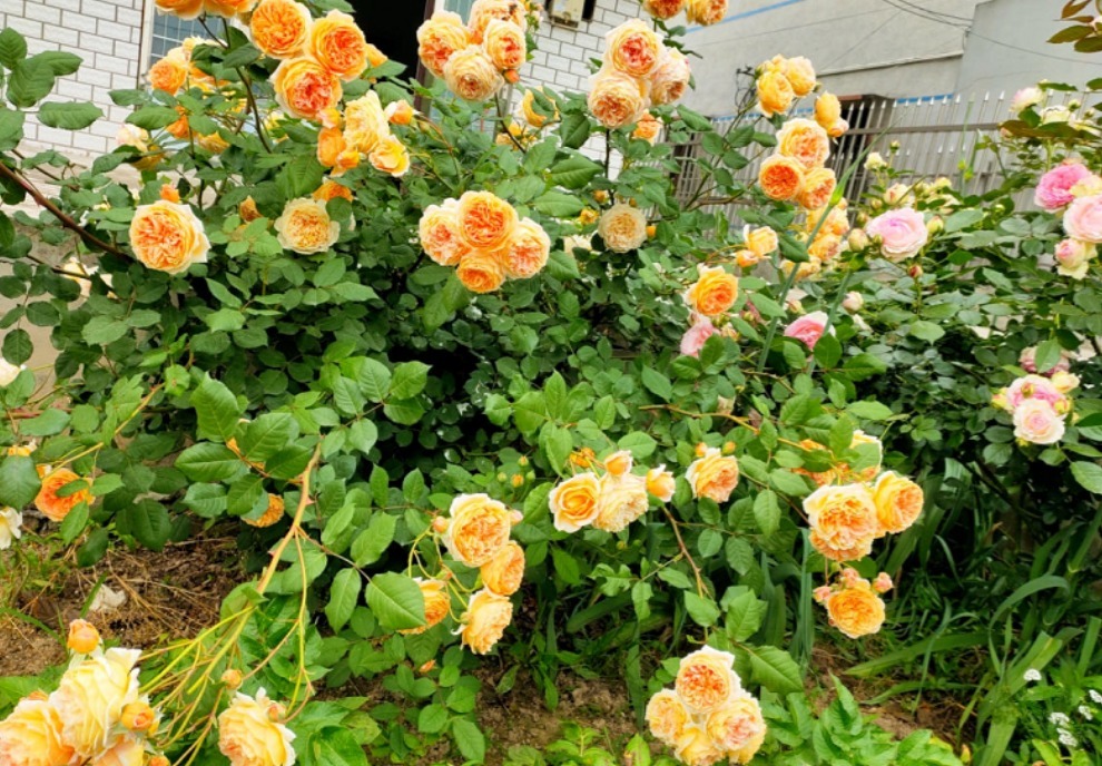 土壤|这3样堪称花界劳模，好活、花量大，一开花就停不下来