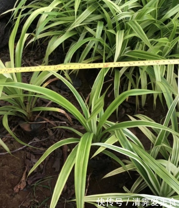 花卉叫法不一样,尤其在养花知识的传播上往往容易让新手产生误解