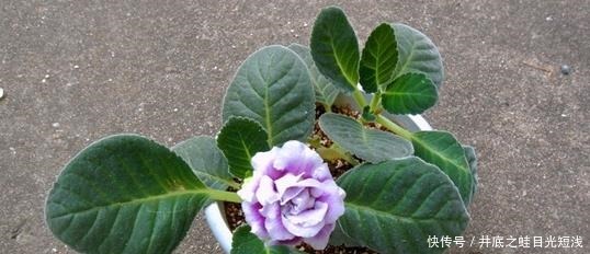 6种“待机”时间长的花,阳台盆栽上几盆,一年四季花开不断!