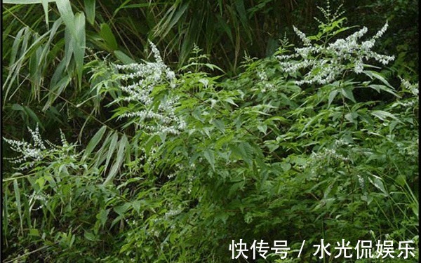 枕头|山上摘点这玩意塞枕头,比荞麦皮养生多了,一挨枕头就睡得香甜!