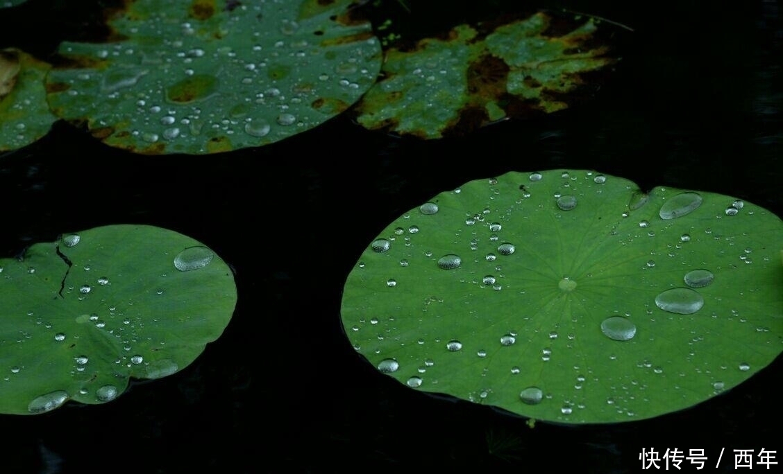 女主人公|苏轼最有活力的一首初夏词，末尾美到了极致，读之令人心情愉悦