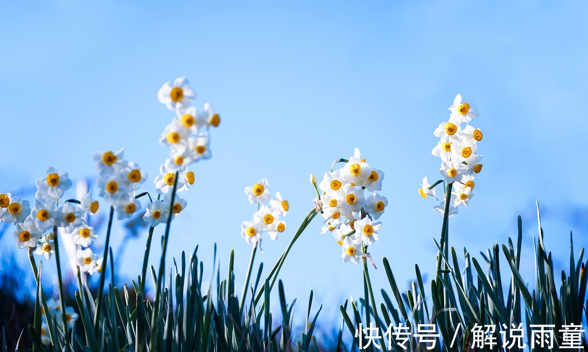 对韵&十大名花对韵:春来我不先舒蕊,雪里凭谁敢放花