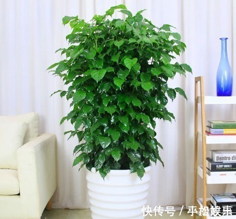 这“3种花”随便养一盆，“兴家”又“旺财”，过得好的人都养！