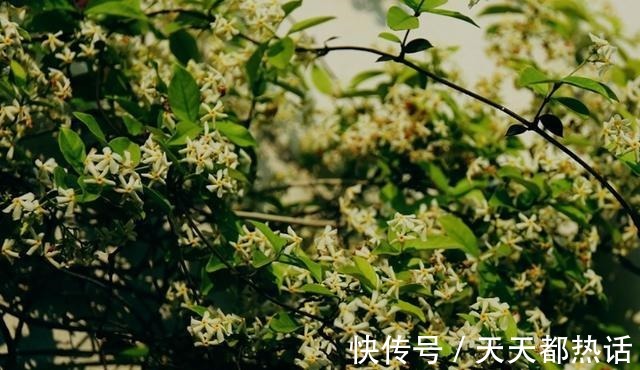 风车|此花俗称“不死花”, -25°冻不死, 一年花开230天, 比香水还香!