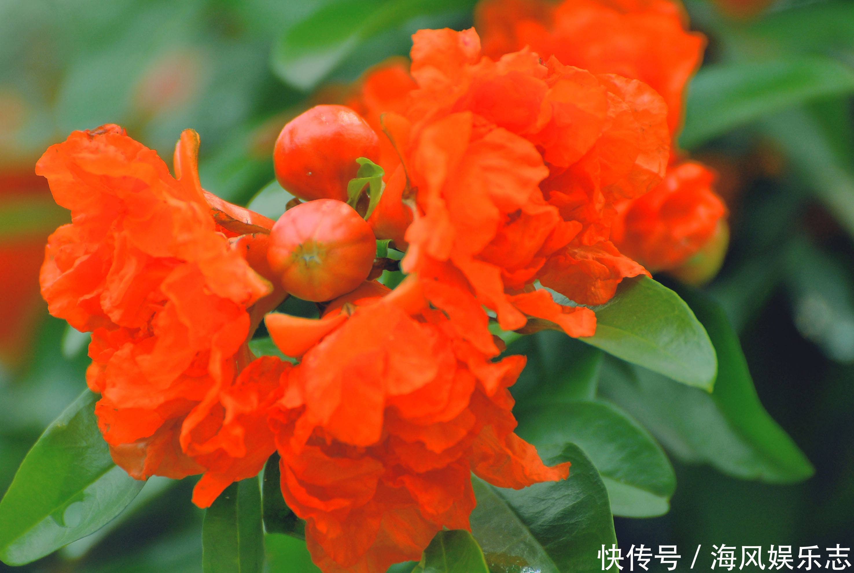 此花一棵树上会出现两种性状的花,是多子多福的象征,吉祥的花