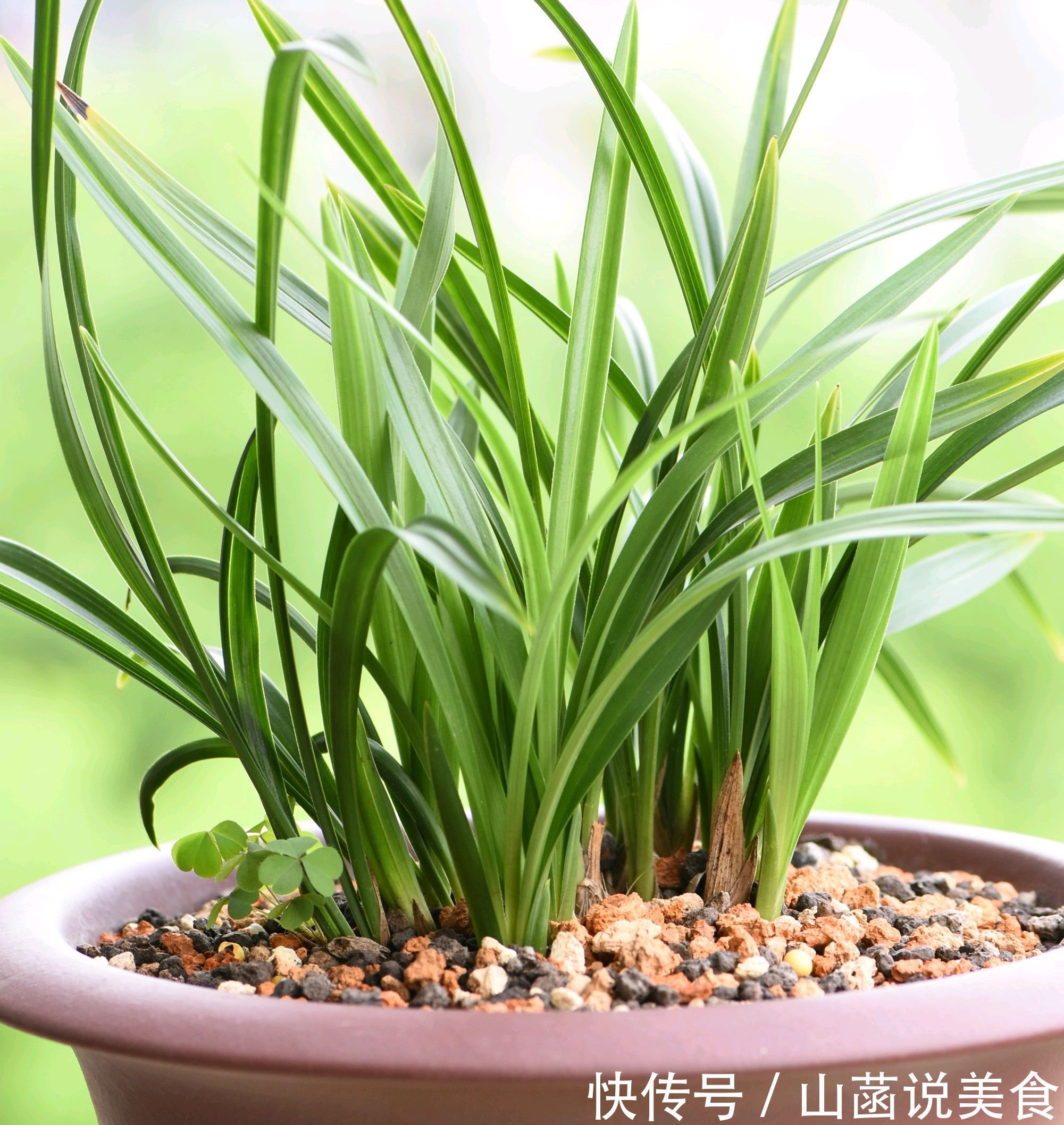 春兰的花芽在秋季破土成了超生游击队,太壮观了,只需2个神操作