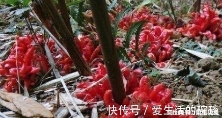 洋荷|南方1种野菜,叶子似生姜,我国很少人吃,出口日本被称亚洲人参