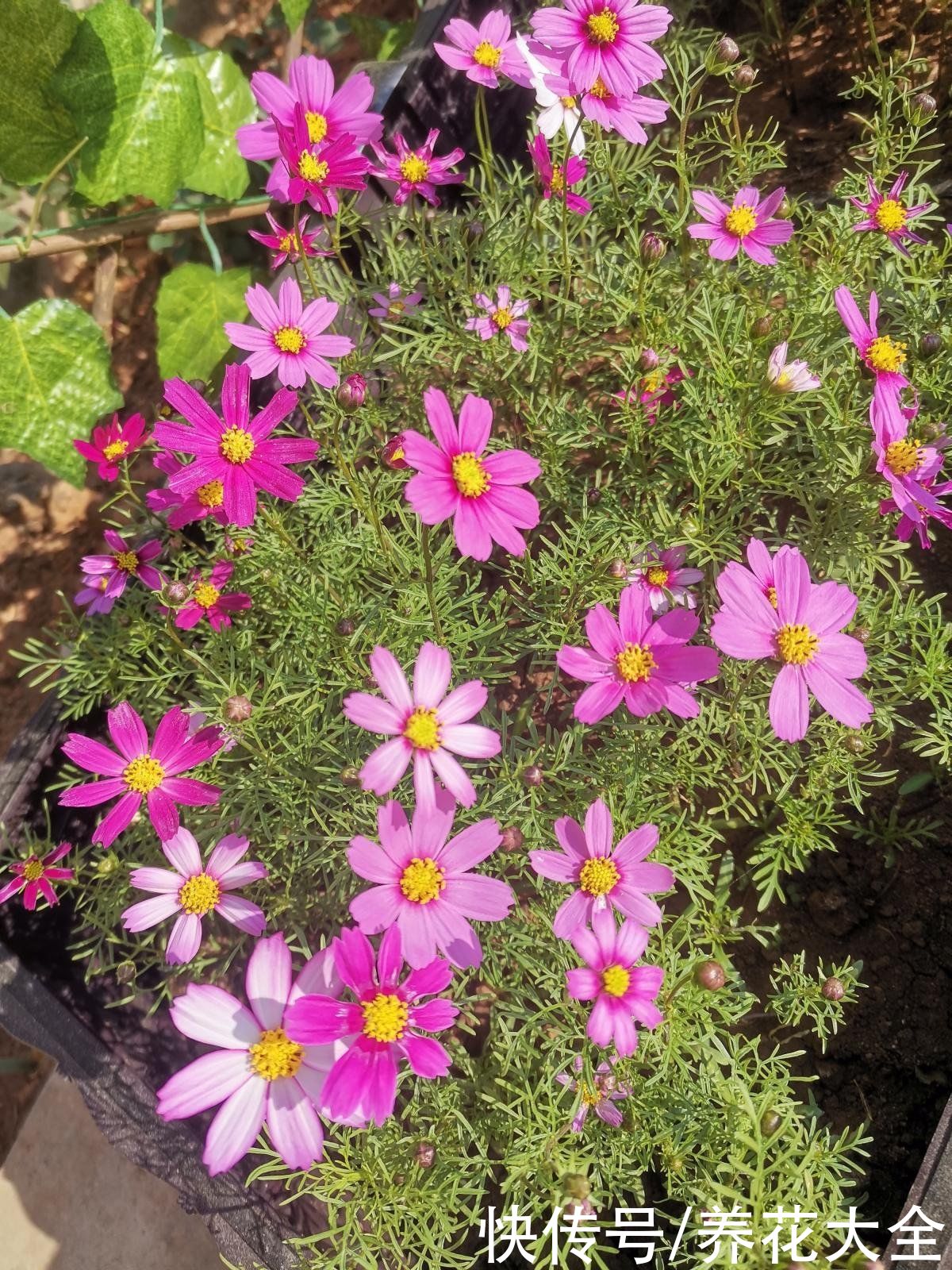 金鸡菊|5种适合夏天养的菊花，一开就是一大片，年年收种子年年种