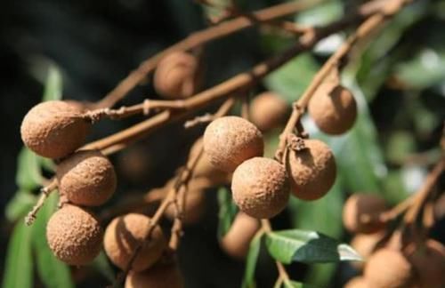 失眠|失眠的“救星”找到了,睡前吃两口,安神助眠,让你一觉到天亮!