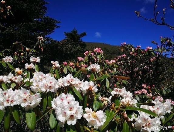 中国最美森林之白马雪山高山杜鹃林 （云南）