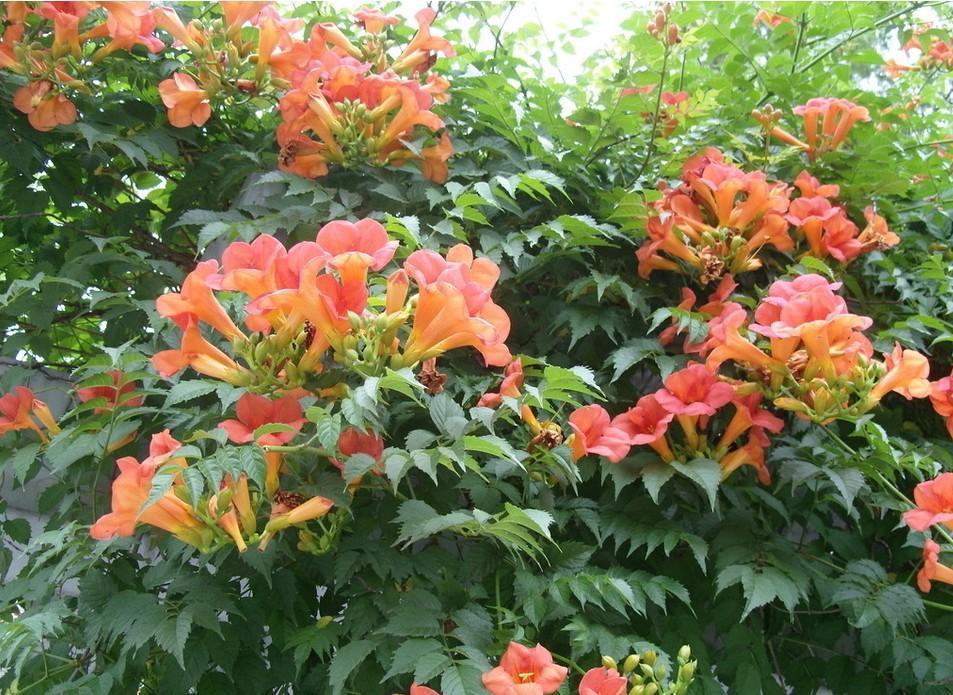 此花是最为热情的母亲之花，是对母亲的爱，还是名花