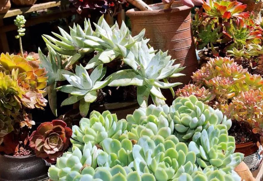 早剪|赞！天热盆栽多肉，满足此3点，安全度夏，谁见了都喜欢