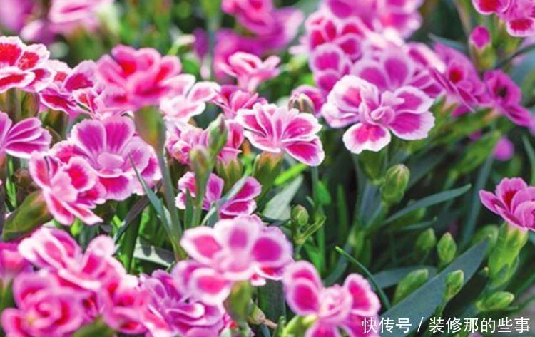 爆盆|适合养在阳台的花卉,花开不断,沾点水就疯长还爱爆盆