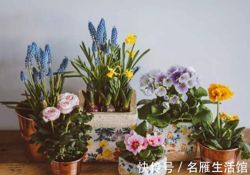 水溶肥|养花常用这3种肥,掌握住正确用法,养啥旺啥,枝叶茂开花勤