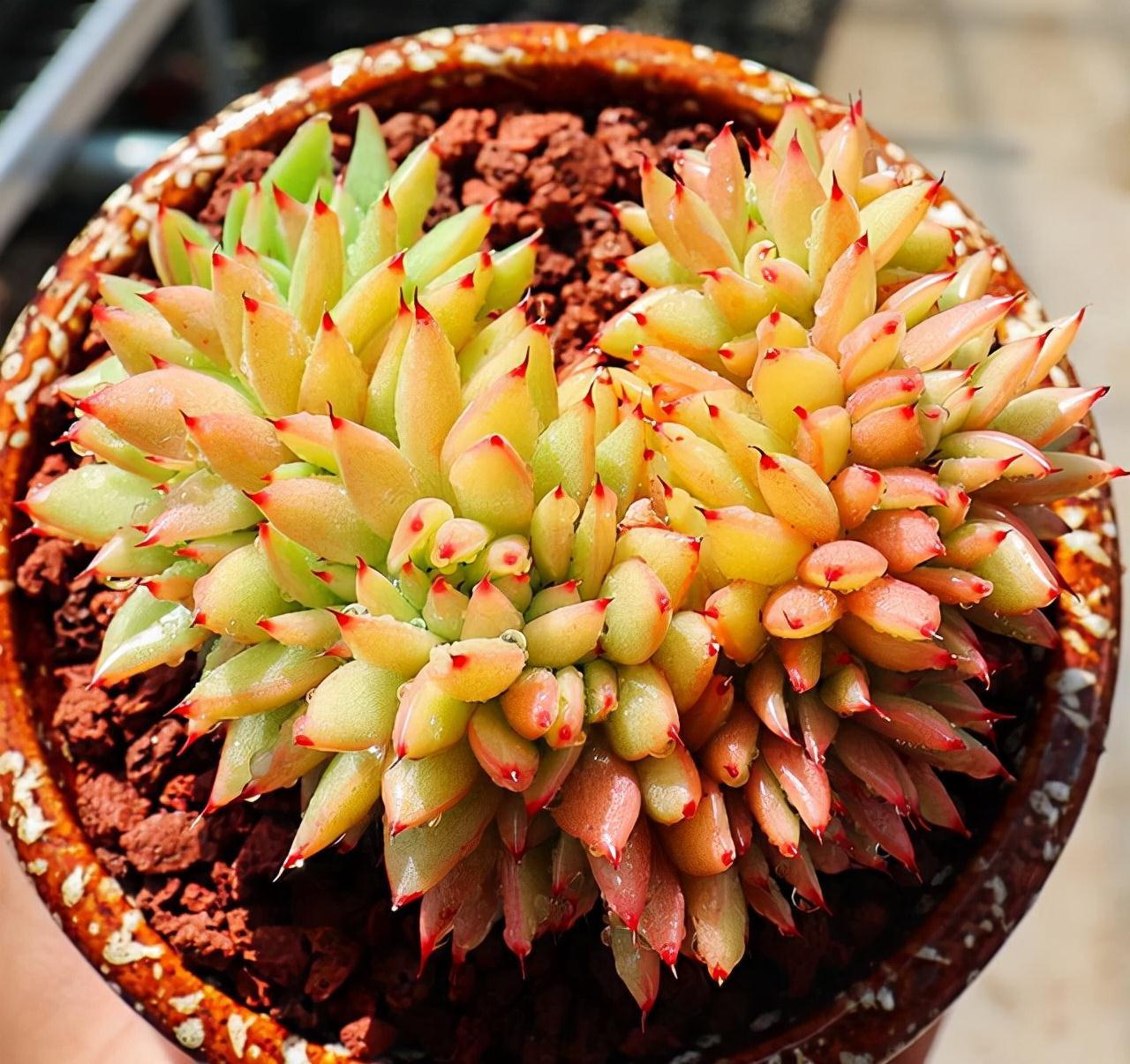 这“三多肉”是缀化小能手,无需掐剪,就能“密密麻麻”蹿满芽