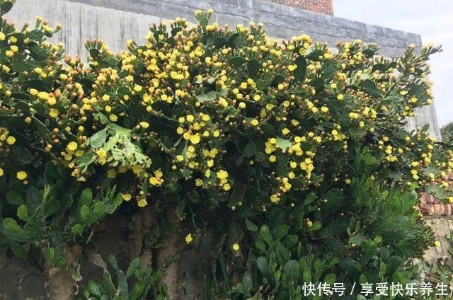 8种镇宅花,窗户边养一棵,霸气又镇宅!