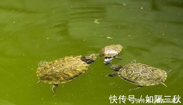 血腥|比锚鱼还“血腥”，“射鱼”正在兴起，引来了广大市民的愤怒