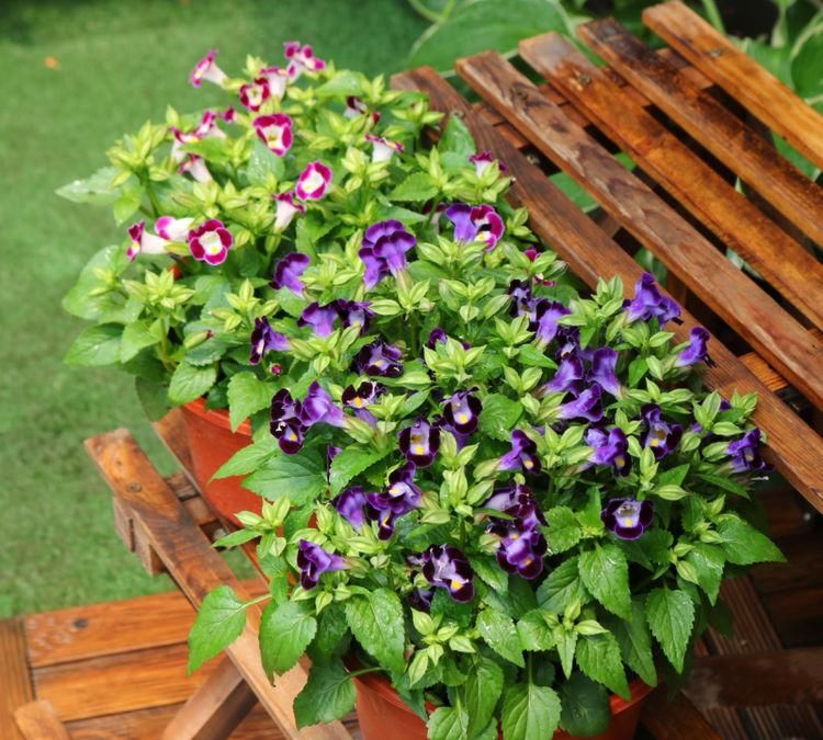 漂亮|6种漂亮花，35度高温不休眠，越热花越多，夏天养花首选