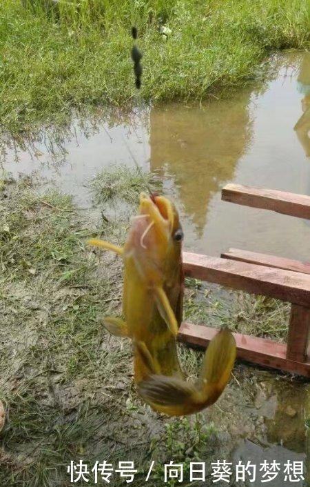 春天明明天气很好,但就是钓不到鱼试试这几种方法