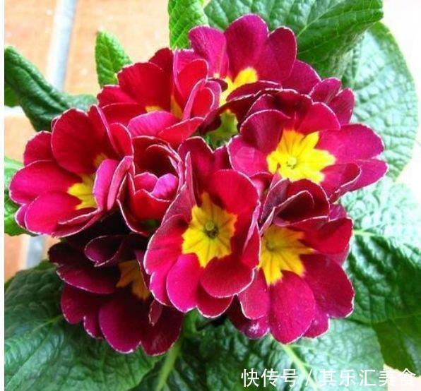 4种“开花王”，一开就是300多天，花朵硕大，花期长！