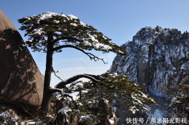 黄山一树堪称无价之宝，树龄超800年有警卫全年保护，靠近都不行