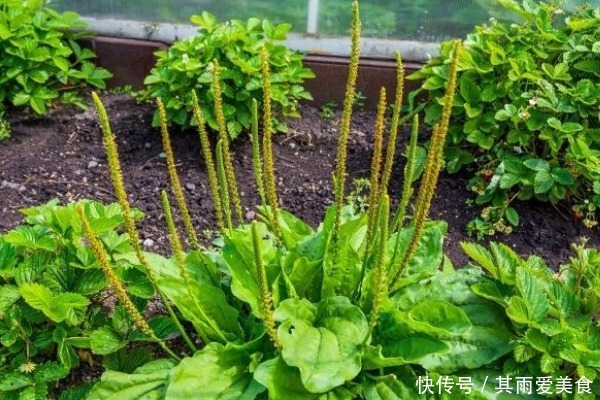 止咳|车前草也是宝,常用来煮水喝,好处不请自来,男女老少都离不开!