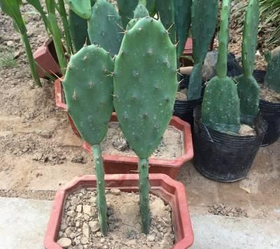 仙人掌生长|养好仙人掌,死记此几点,蹭蹭长成大高个!