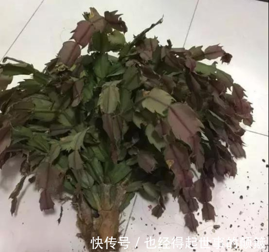 蟹爪兰干瘪瘪别急!就用2招,叶片杠杠厚,油绿锃亮花爆满