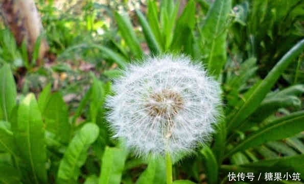 白开水|白开水加点此物泡,早晚一杯,色斑没了,皮肤更细腻,肝也干净