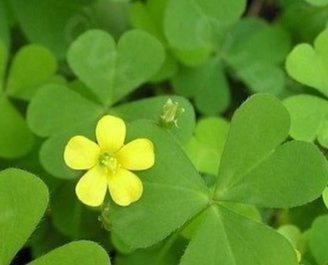 居家最适合养的三种花,既好看又耐活,有很长的花期,是新手必备