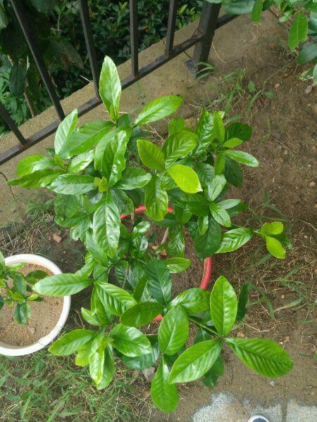 自制|扦插栀子、茉莉,使用垃圾自制“生根器”,7天冒白根,忒好养