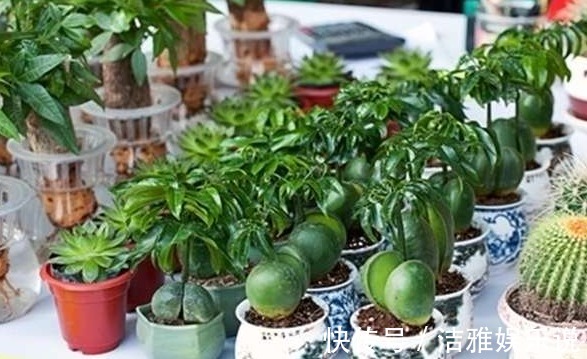 发财树|家养的花不要轻易送人，尤其此4种，寓意好又养人，有钱人都在养