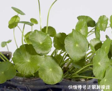 这三种绿植最爱喝雨水，阴天赶快搬到外面去，越淋越能轻松长不停